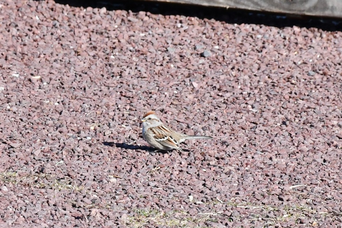 American Tree Sparrow - ML530615991