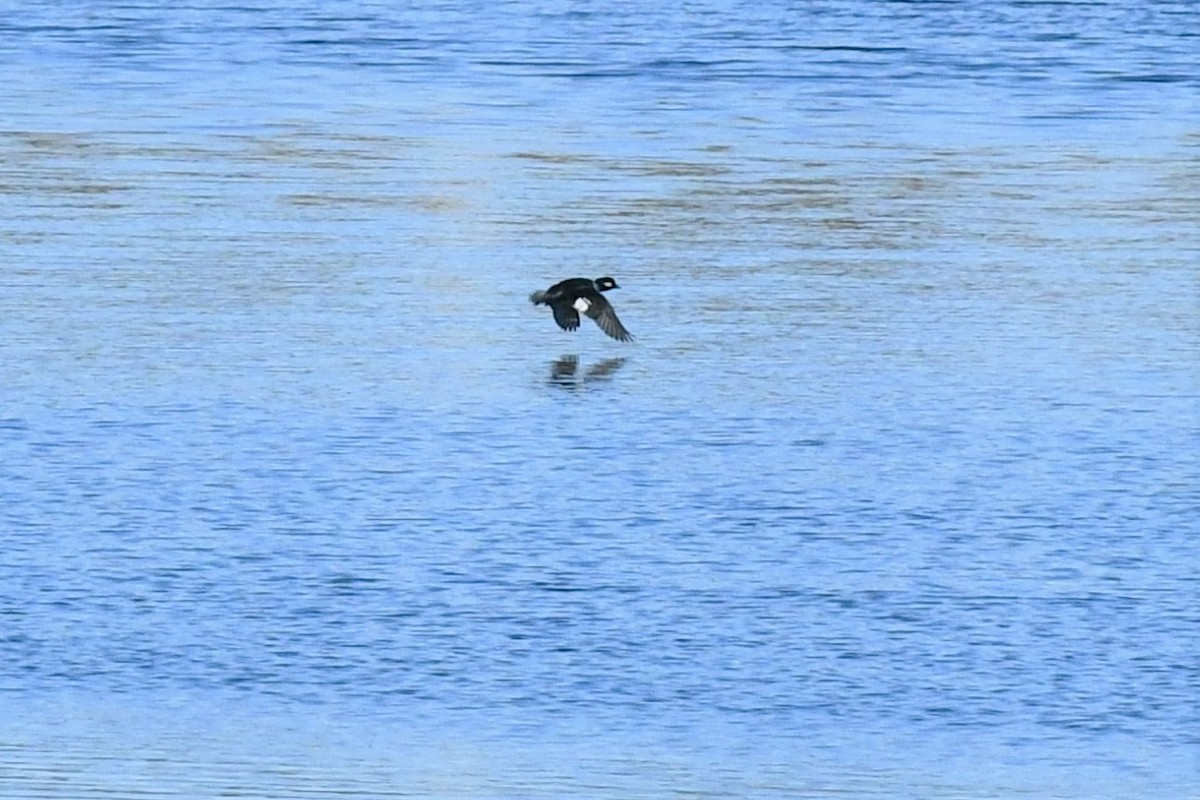Bufflehead - ML530616271