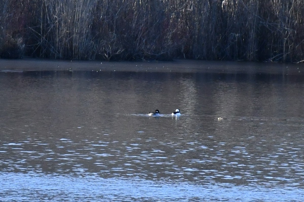Bufflehead - ML530616371