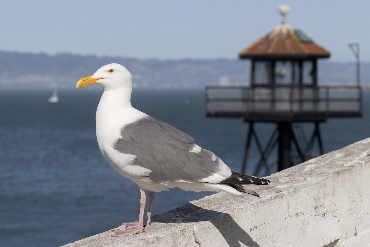 Western Gull - ML530617821