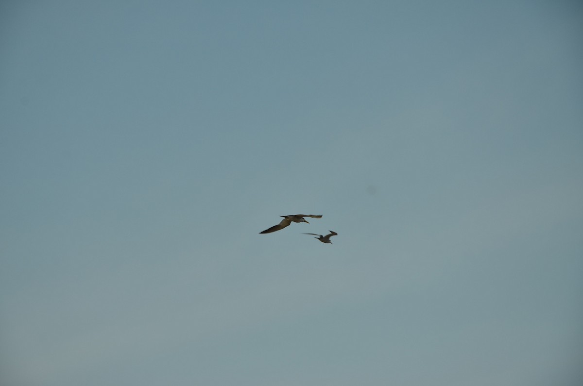 Large-billed Tern - ML530618211