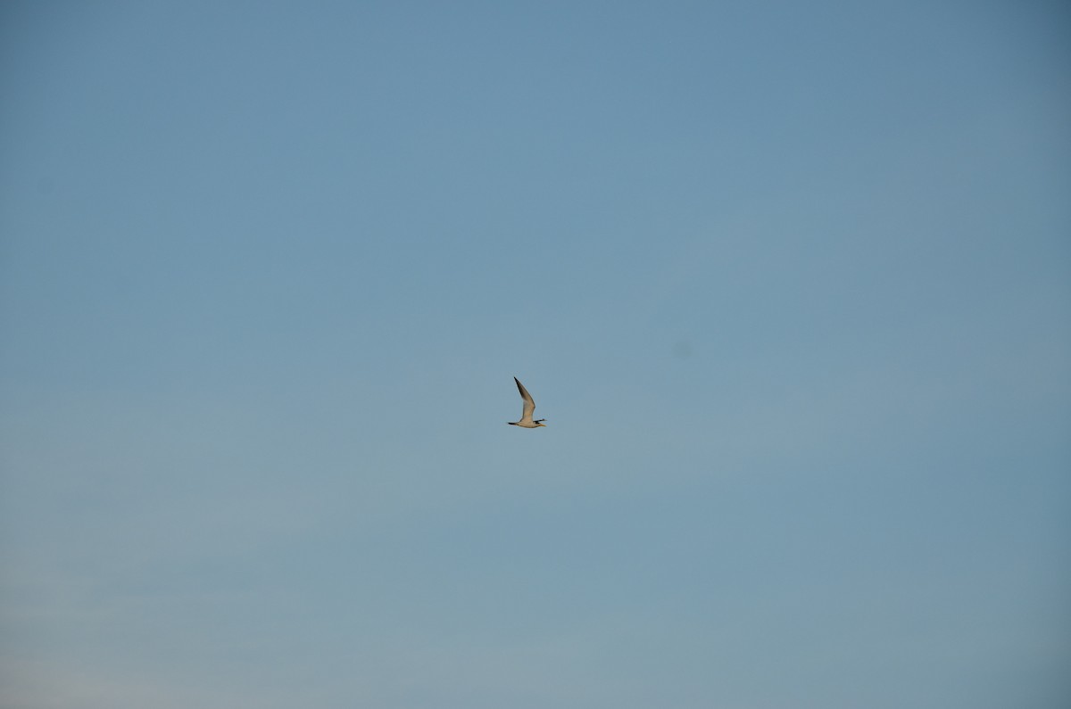 Large-billed Tern - ML530618221