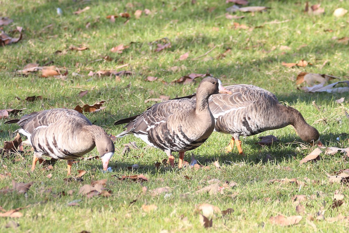 Greater White-fronted Goose - Jeffrey Fenwick