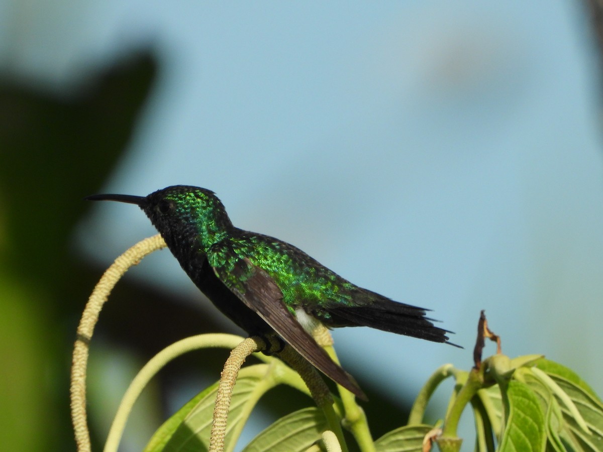 kolibřík safírovohrdlý - ML530622231
