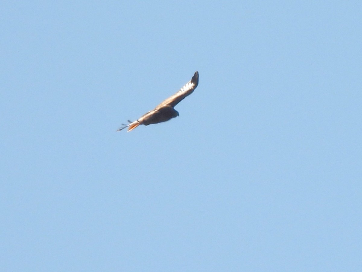 Red-tailed Hawk - ML530622841