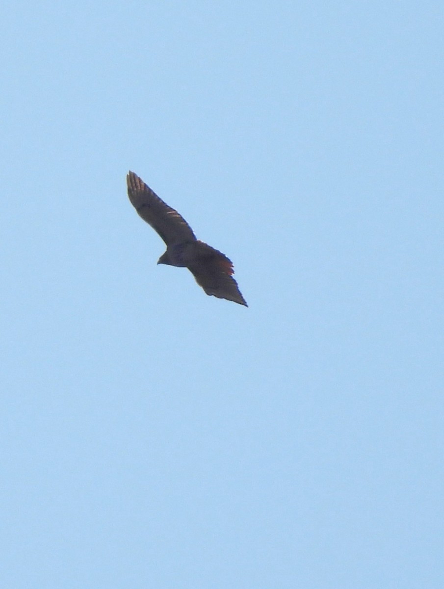 Red-tailed Hawk - ML530622851