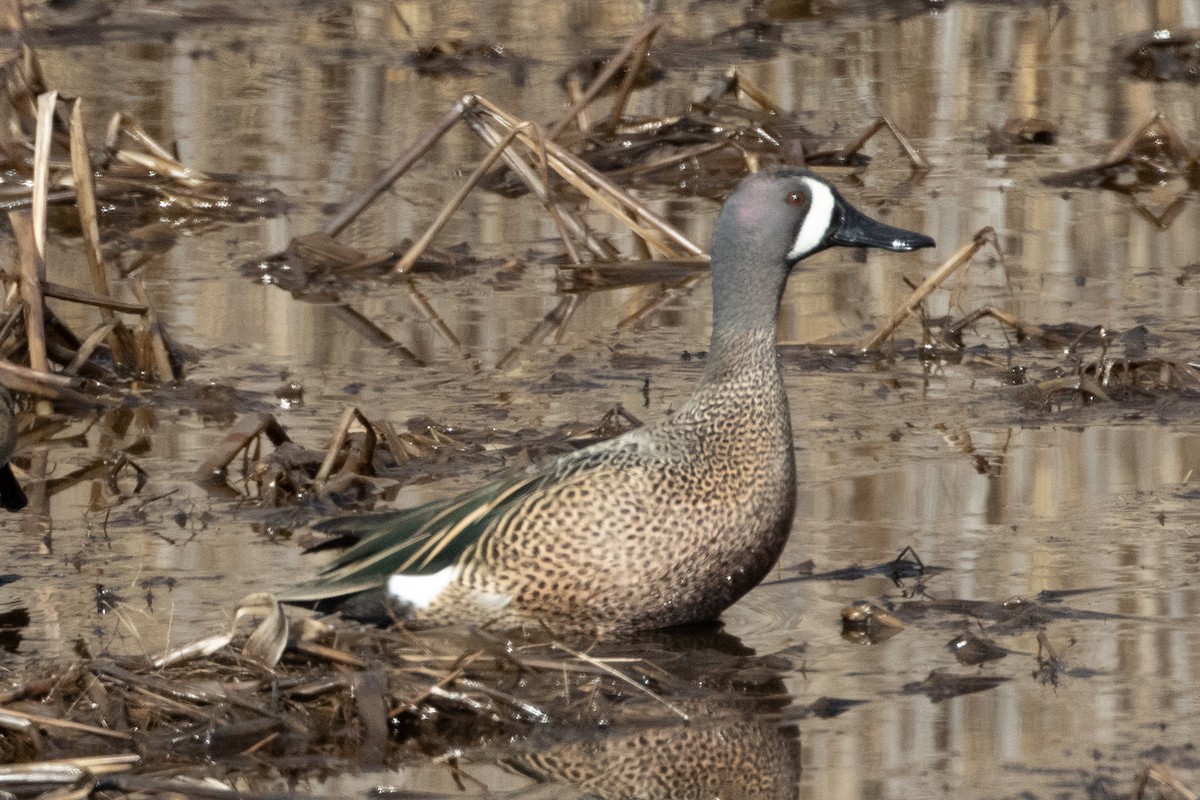 Blue-winged Teal - David Brown