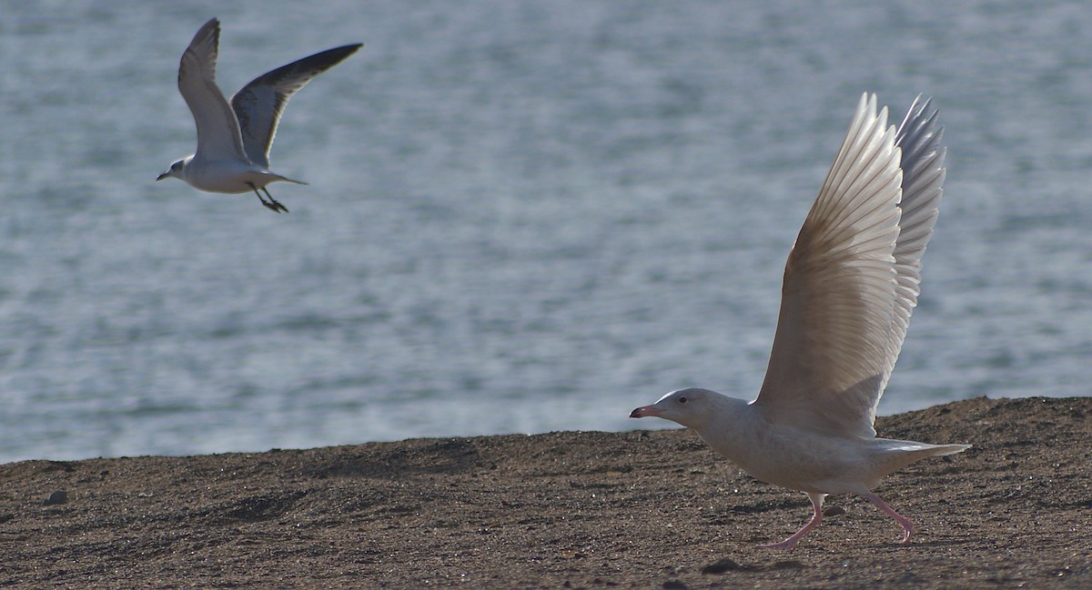 Glaucous Gull - ML530623611