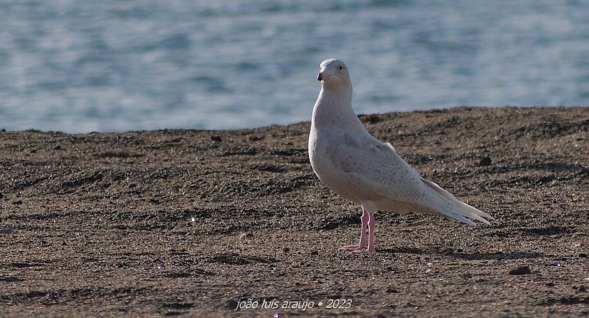 Glaucous Gull - ML530625291