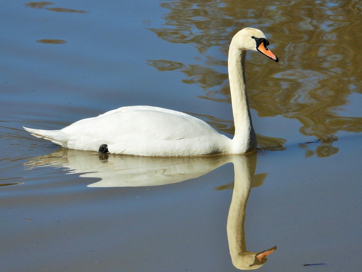 Mute Swan - Carol Ann Krug Graves