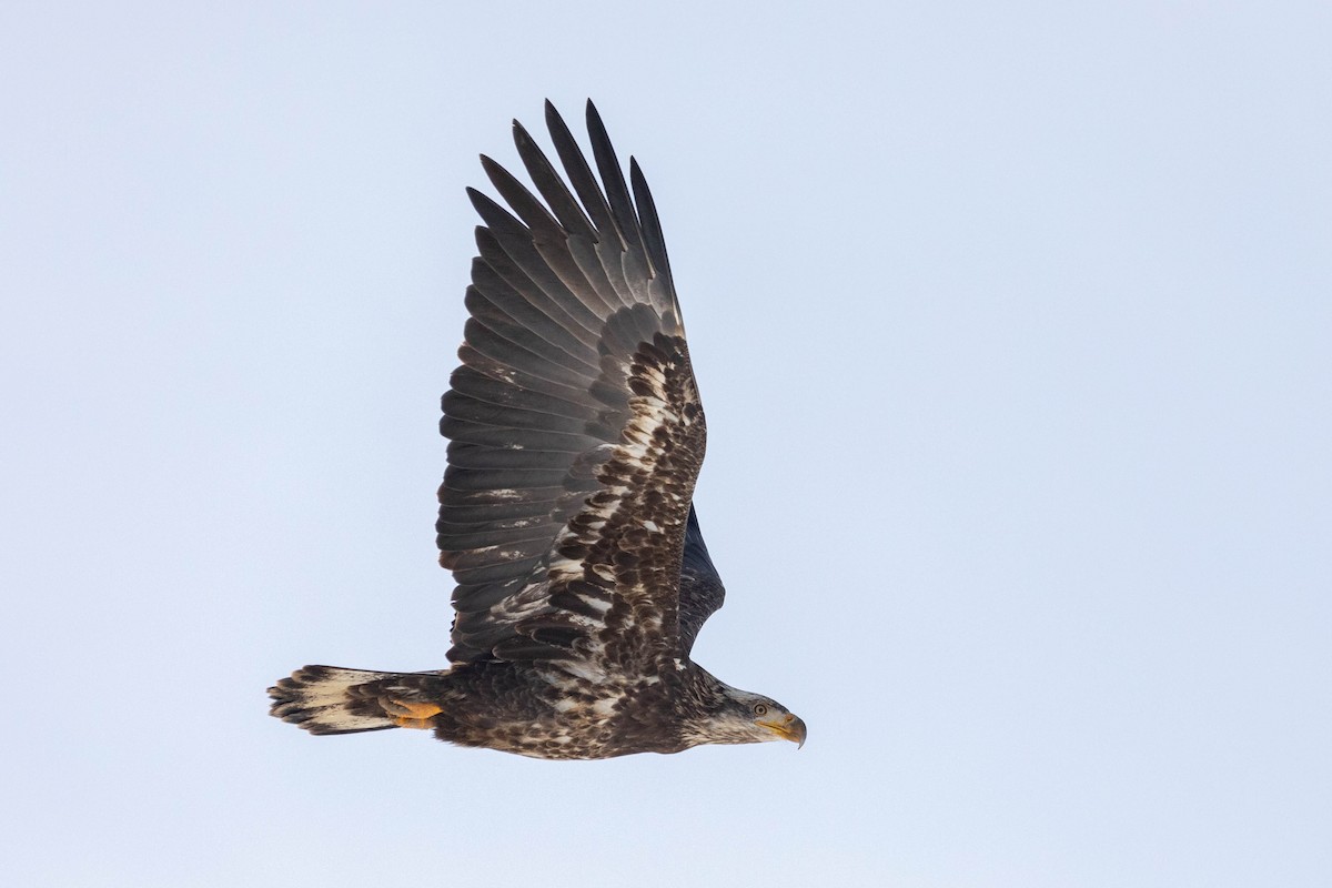 Bald Eagle - ML530629541