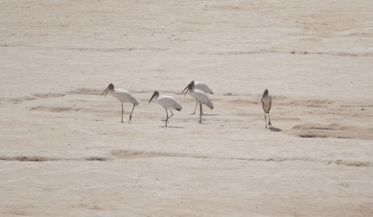 Wood Stork - ML530632401