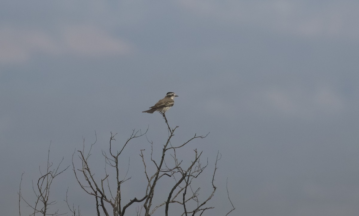 Black-crowned Monjita - ML530633971