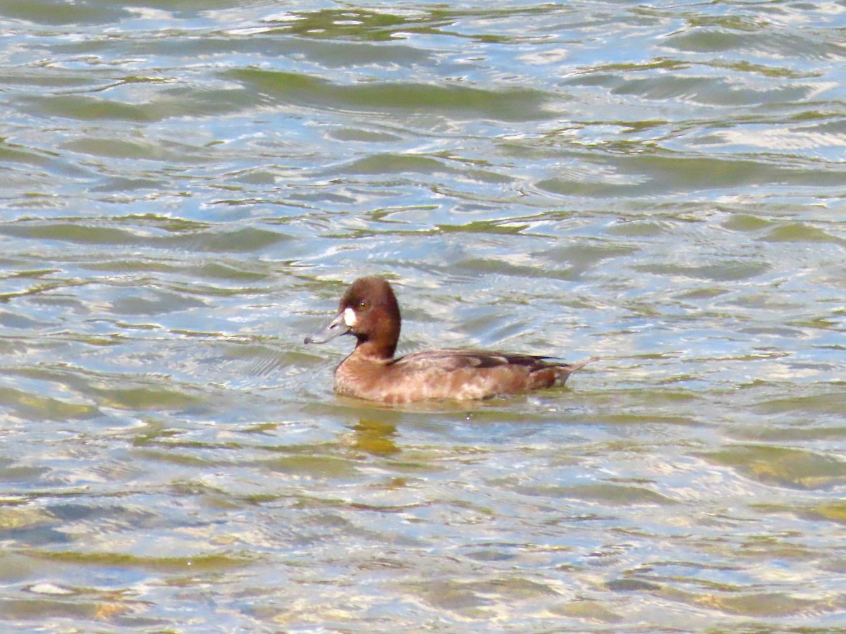 Lesser Scaup - ML530634341