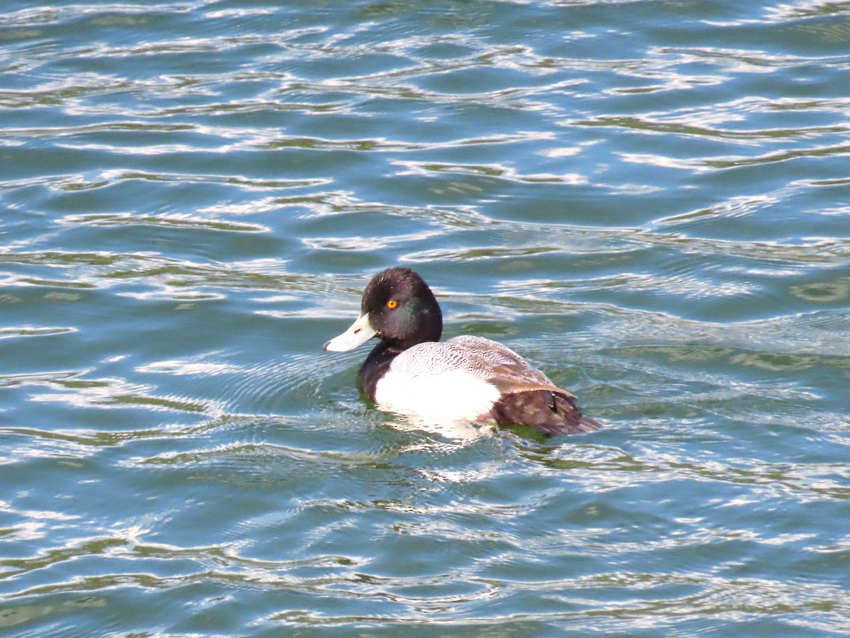 Lesser Scaup - ML530634431