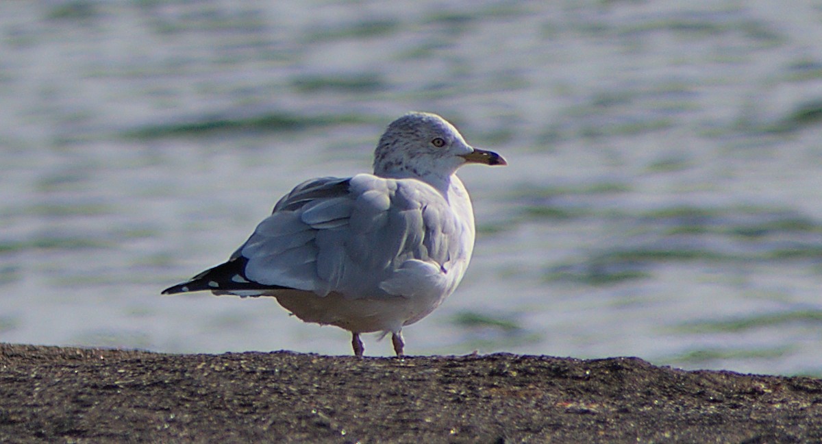 Ring-billed Gull - ML530634691