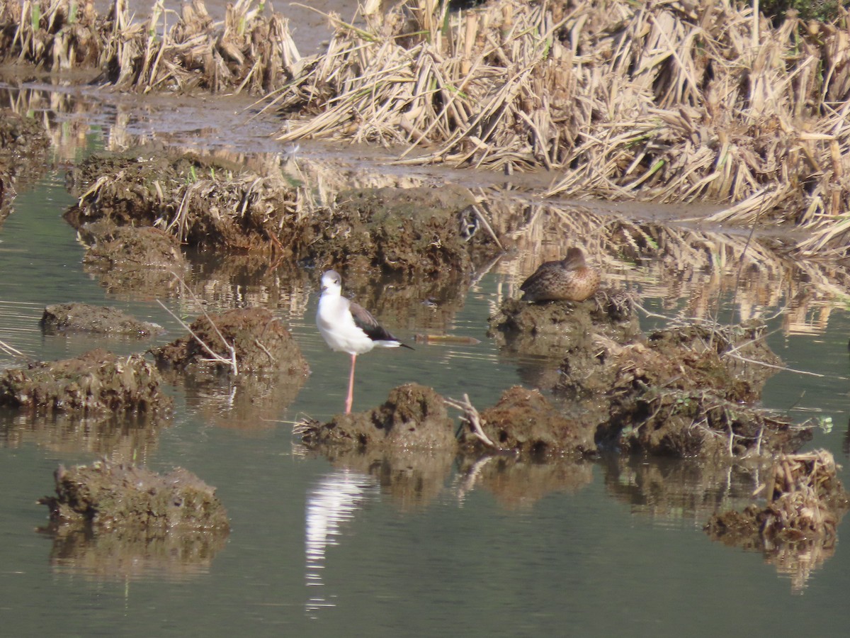 pisila čáponohá - ML530635431