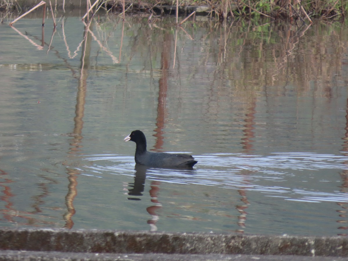 Eurasian Coot - ML530635741