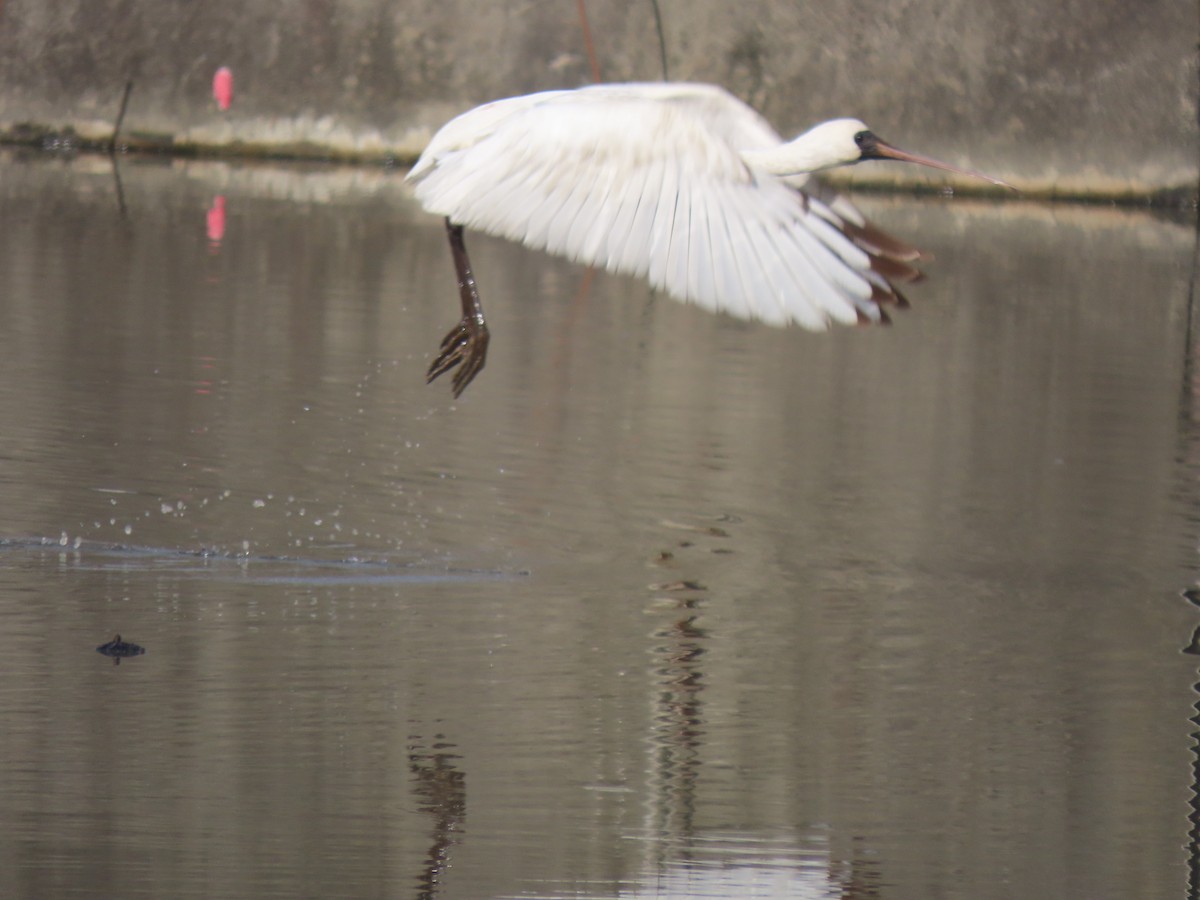 Black-faced Spoonbill - ML530635911