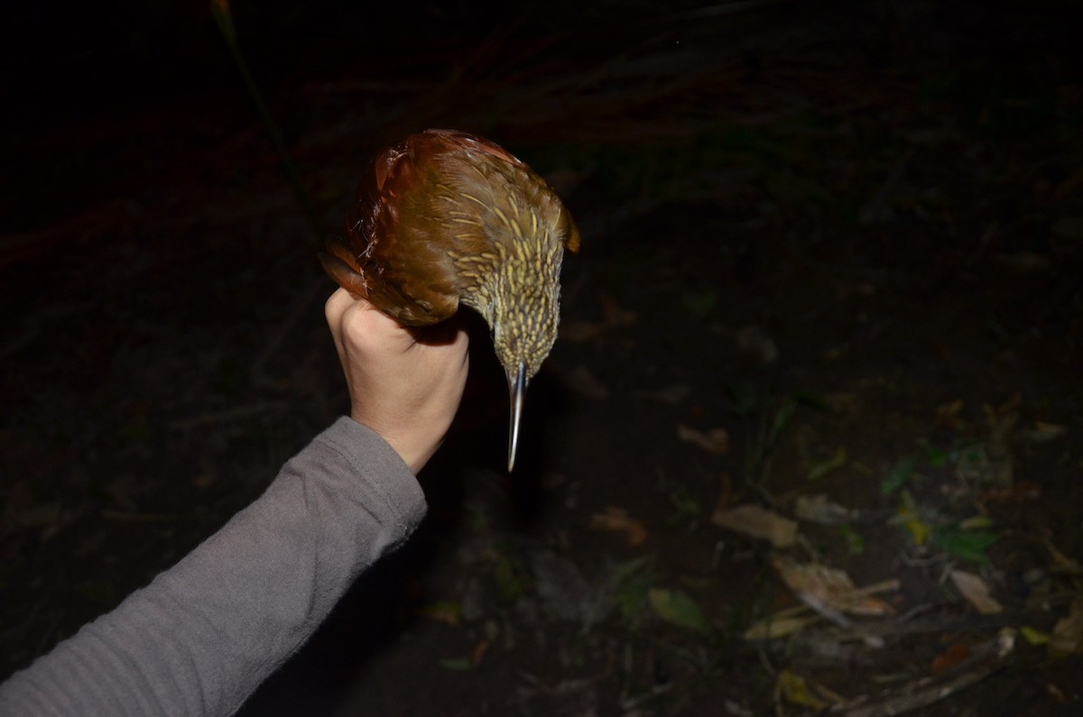 Buff-throated Woodcreeper - ML530636011