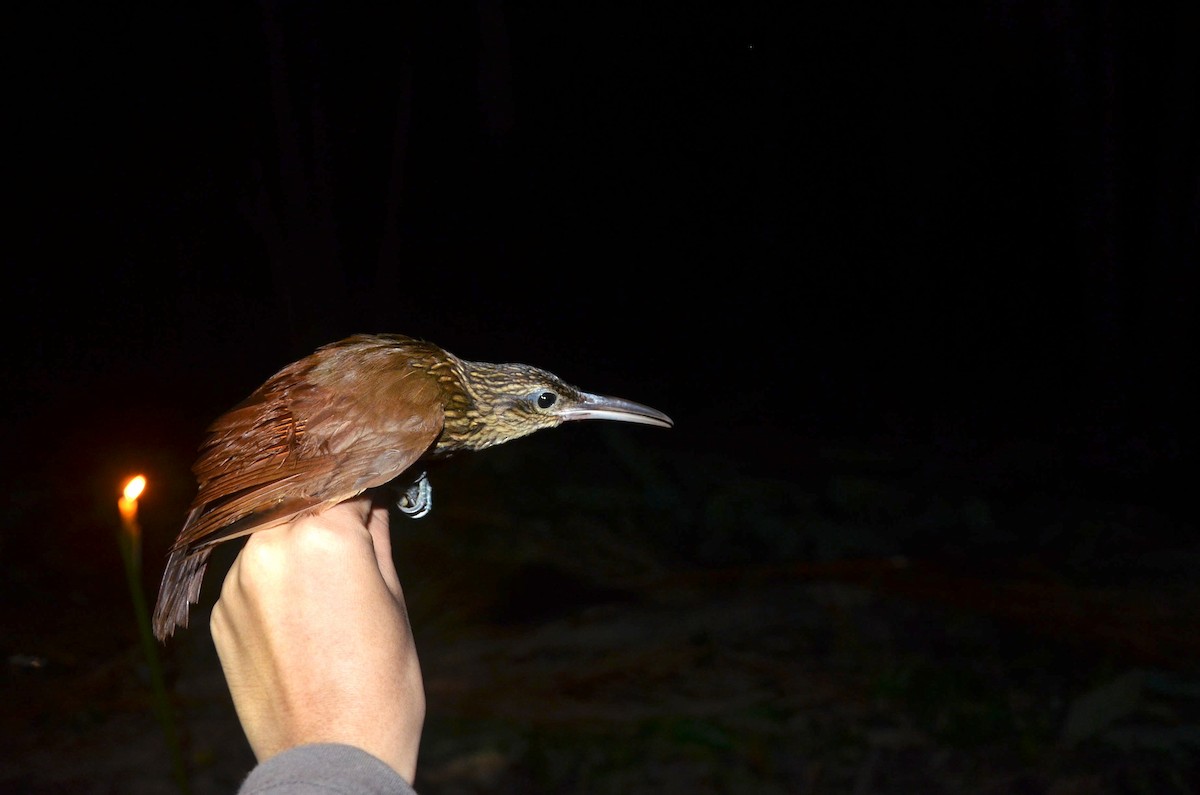 Buff-throated Woodcreeper - ML530636021