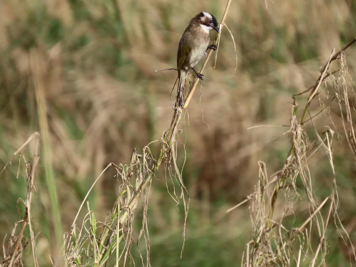 Light-vented Bulbul - ML530636131