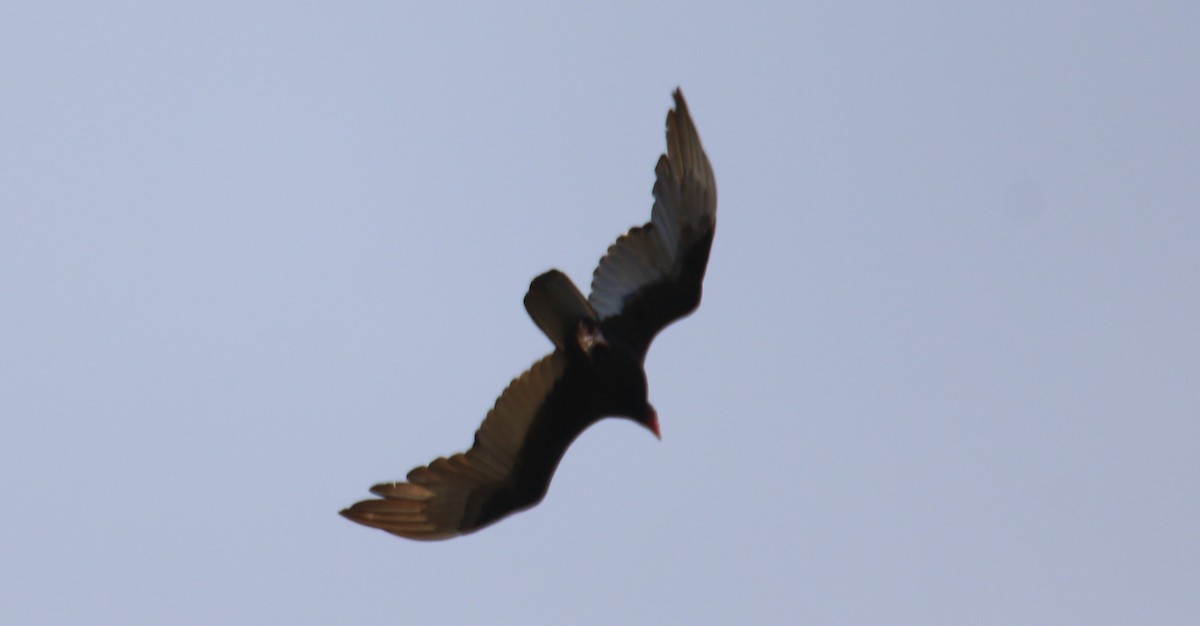 Turkey Vulture - ML530637421