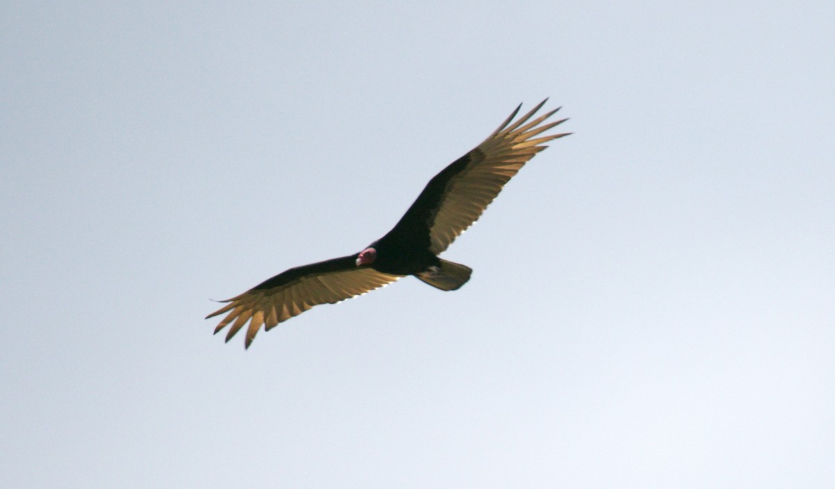 Turkey Vulture - ML530637471