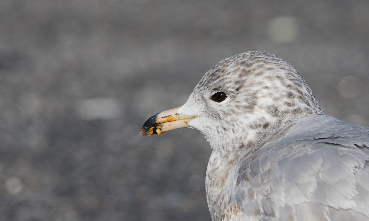 Ring-billed Gull - David Mathieu