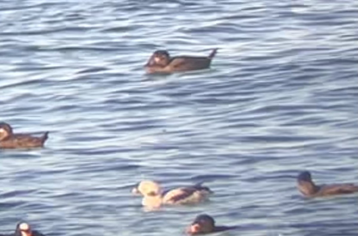 Long-tailed Duck - ML530639361