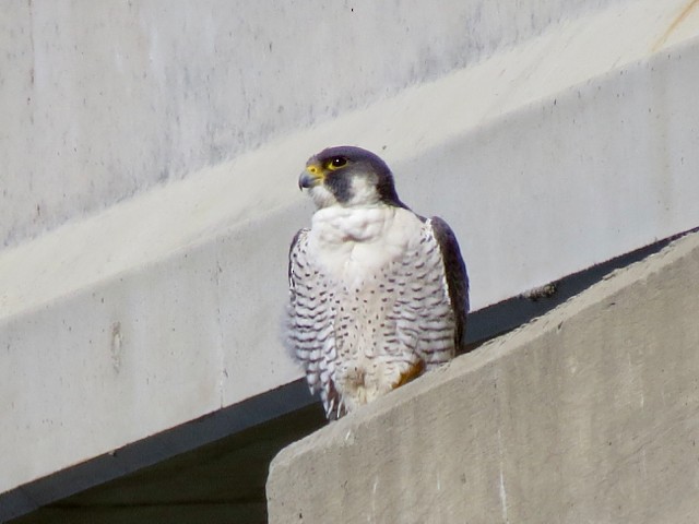 Peregrine Falcon - ML53064141