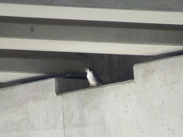 Peregrine Falcon - ML53064151