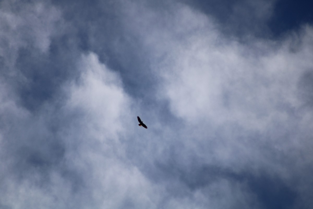 Red-tailed Hawk - ML530641581