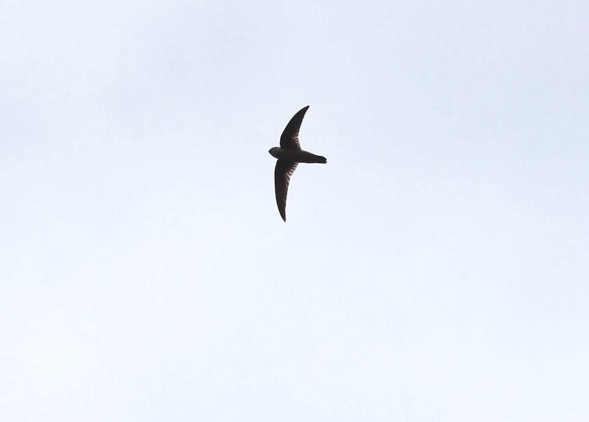 Himalayan Swiftlet - ML530644181