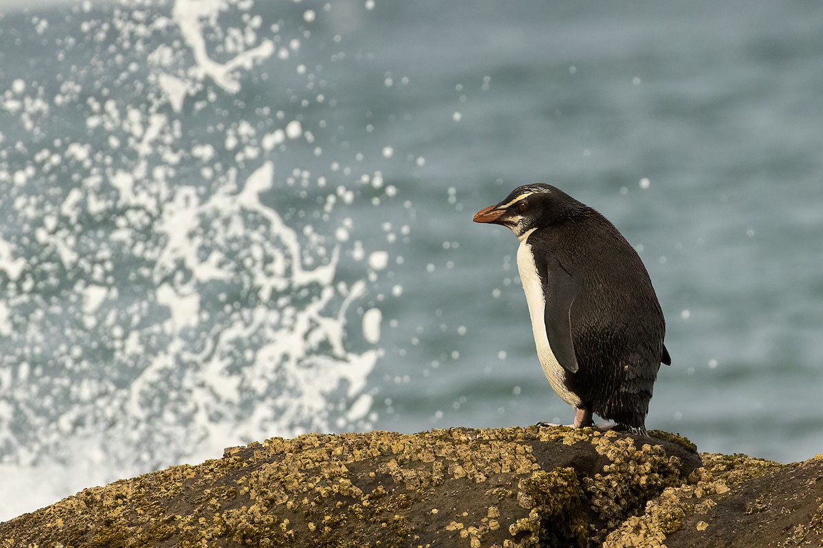 Fiordland Penguin - Glenda Rees