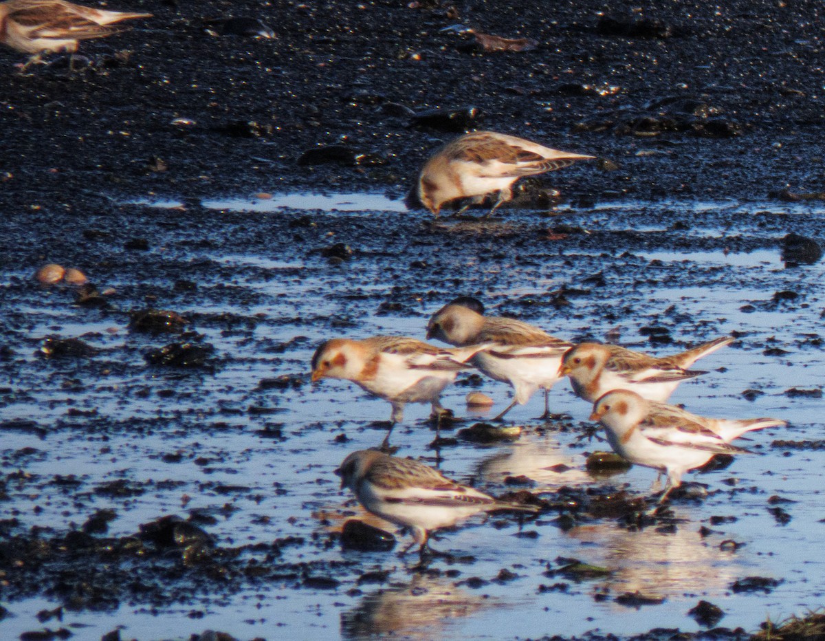 Snow Bunting - ML530645551