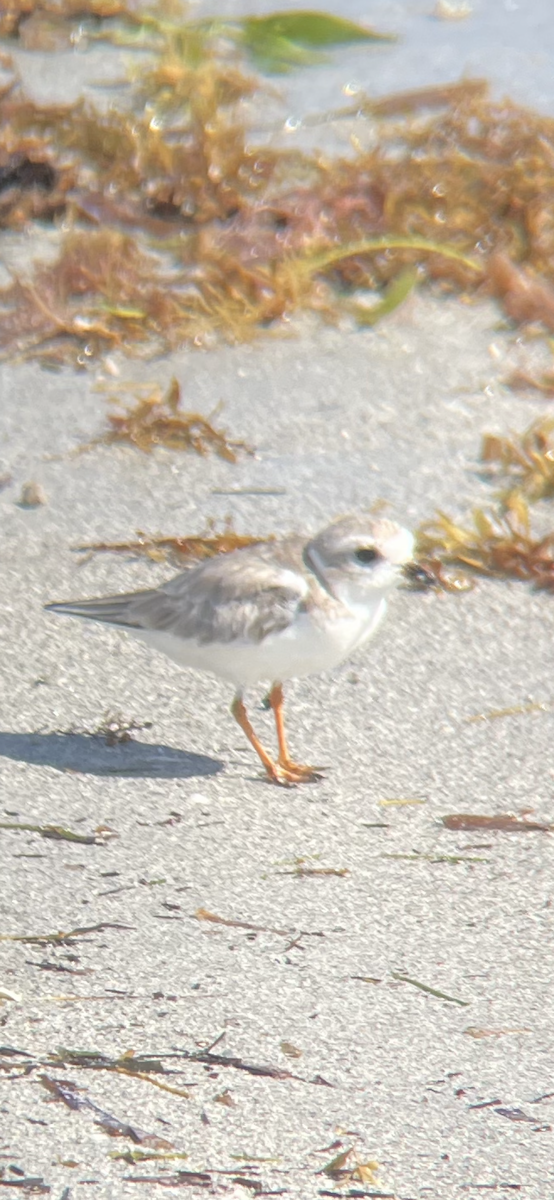Piping Plover - ML530646851