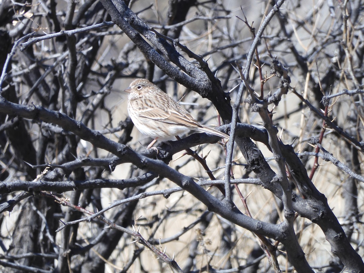 Vesper Sparrow - ML530646981