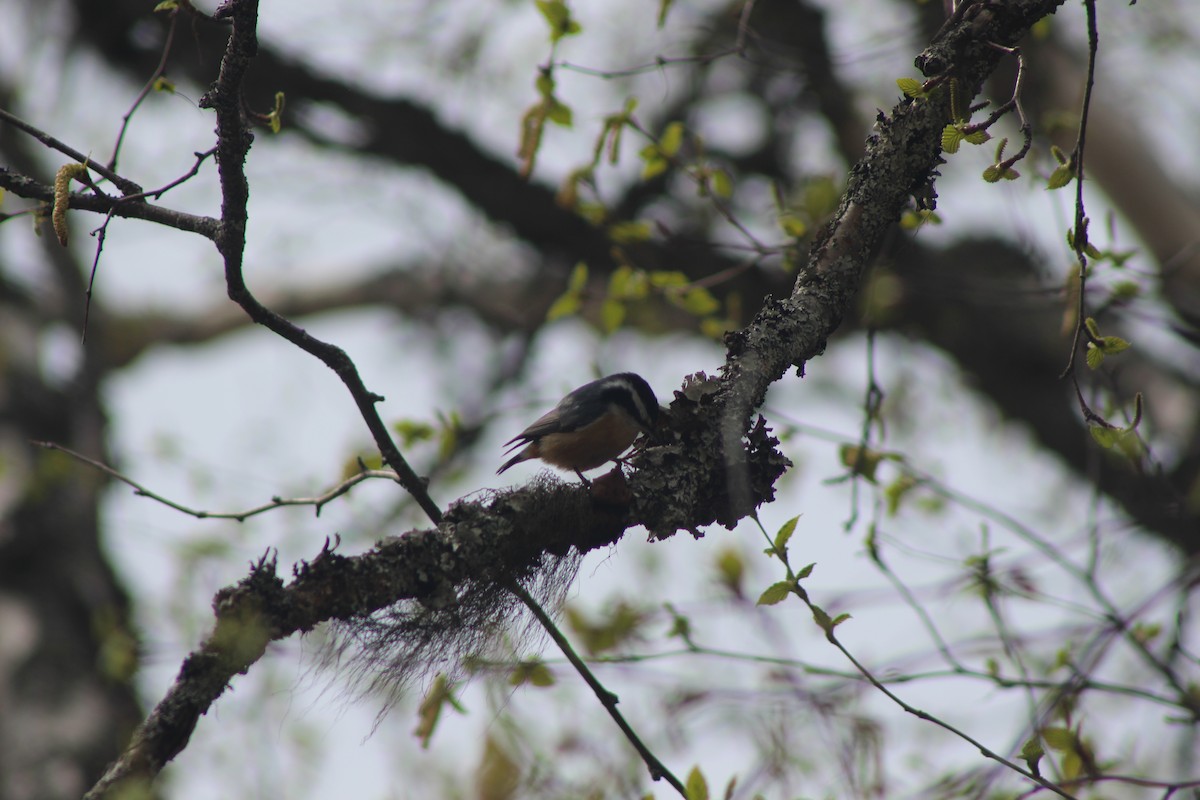 Red-breasted Nuthatch - ML530647051
