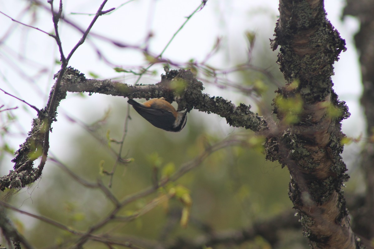 Red-breasted Nuthatch - ML530647061