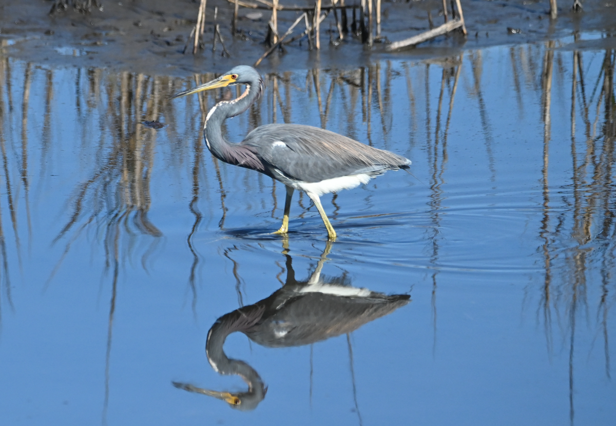 Tricolored Heron - ML530647191