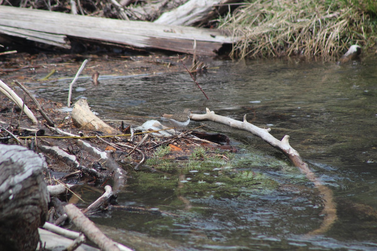 Spotted Sandpiper - ML530647571