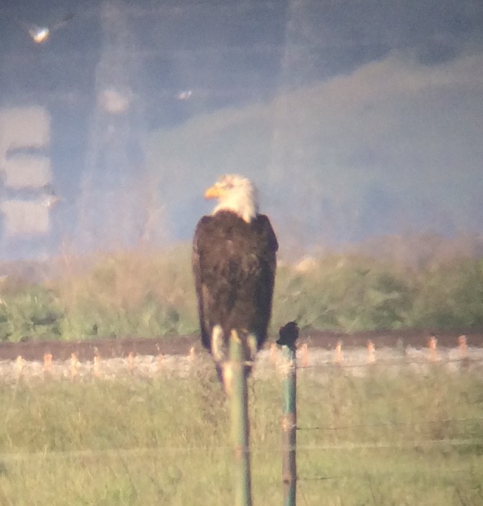 Bald Eagle - ML53064901