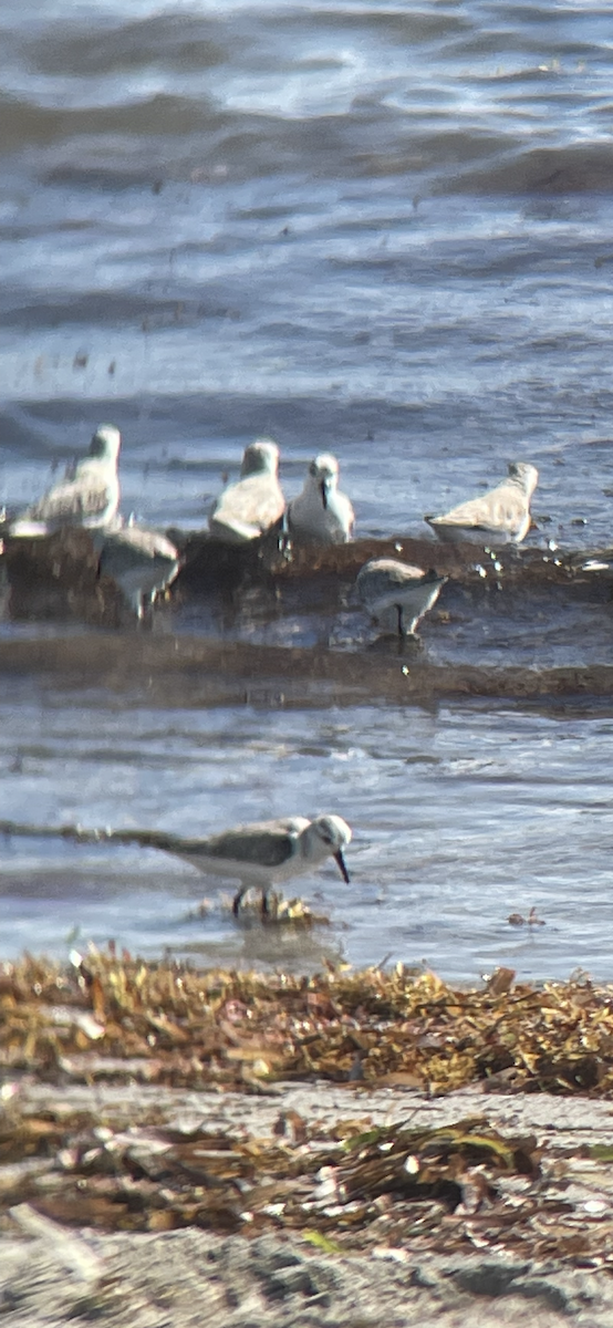 Sanderling - ML530650031