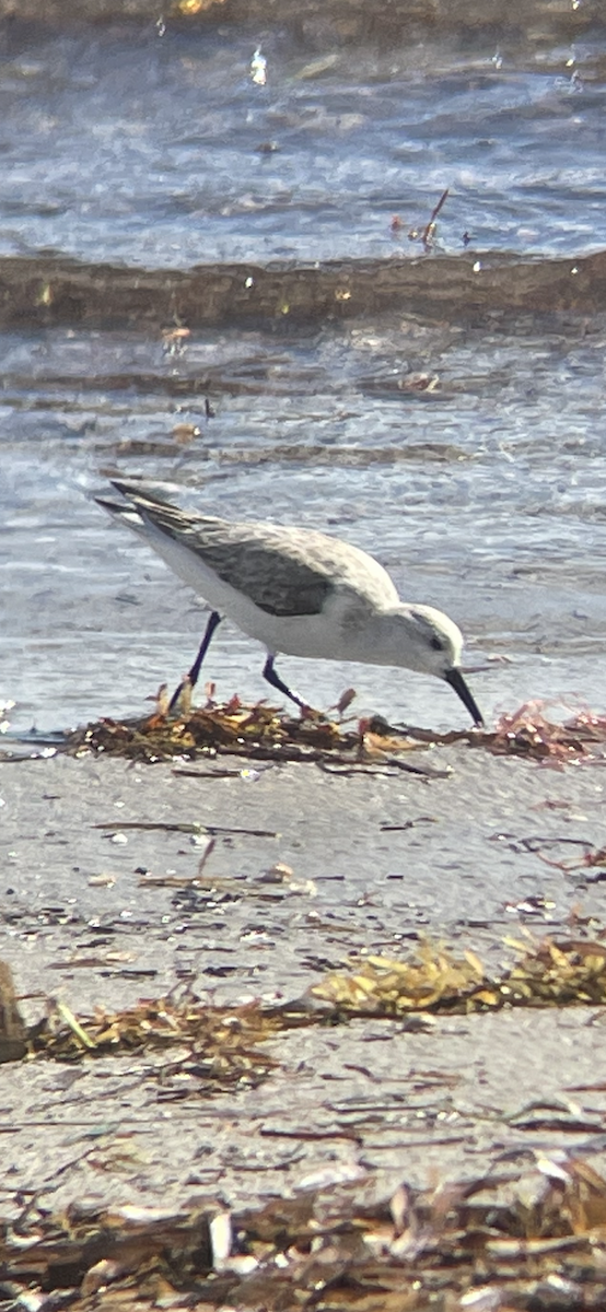 Sanderling - ML530650051