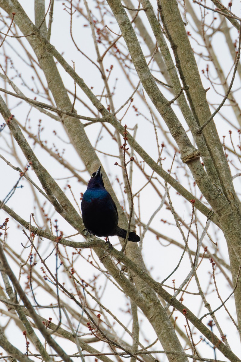 Common Grackle - ML530650301