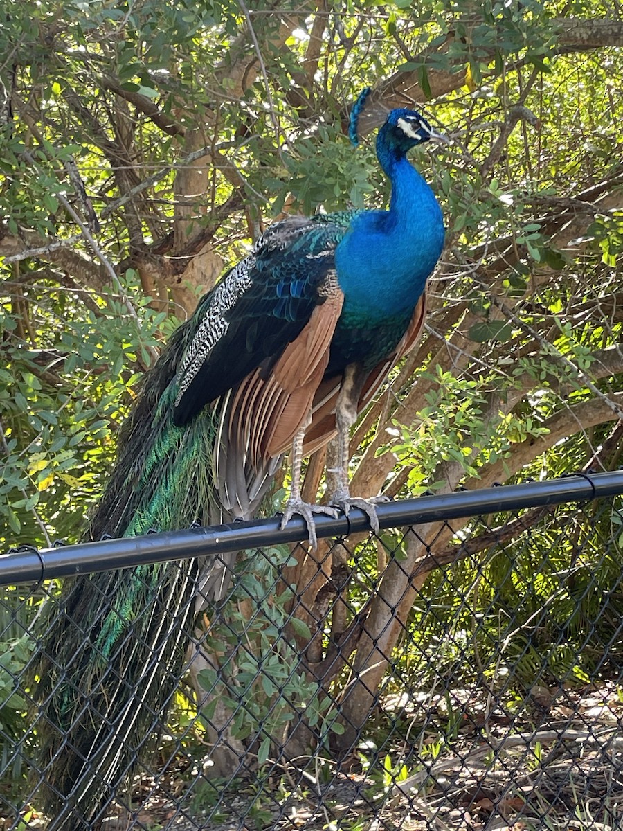 Indian Peafowl - ML530650571