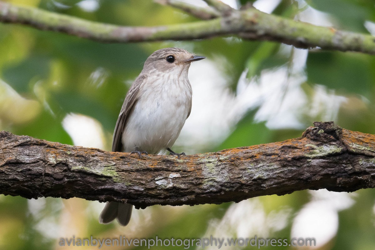 Spotted Flycatcher - ML530650881