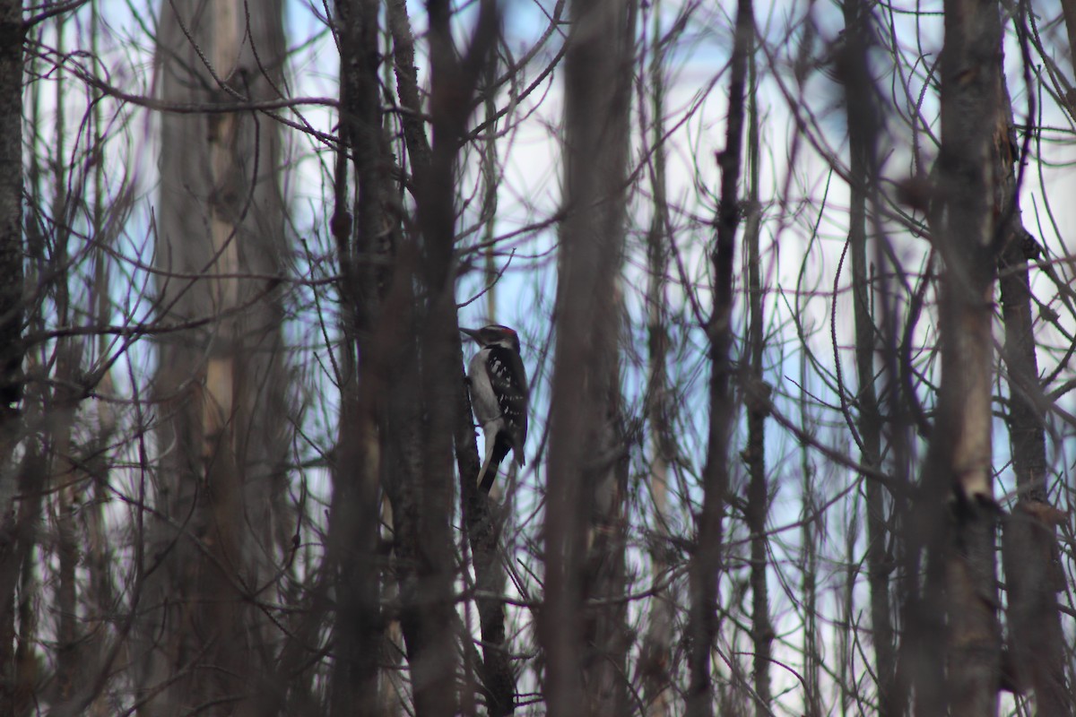 Hairy Woodpecker - ML530651201