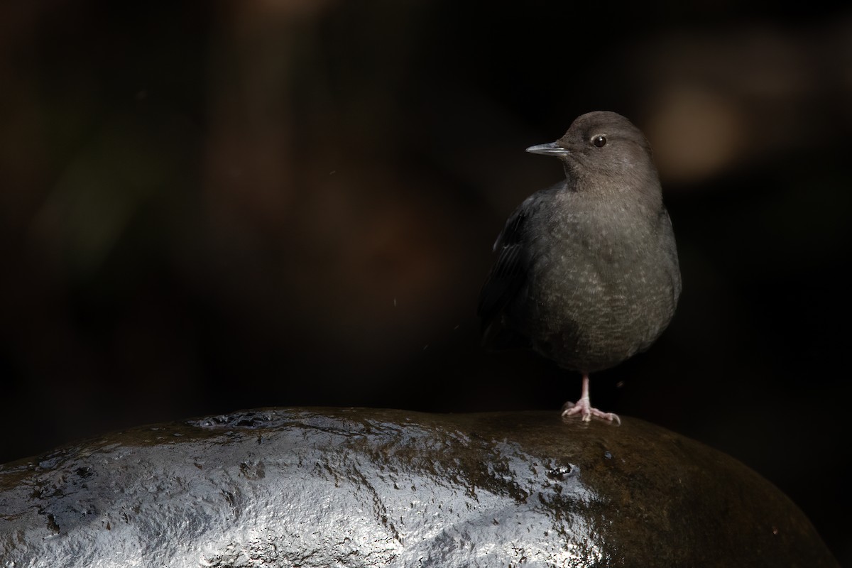 American Dipper - ML530651831